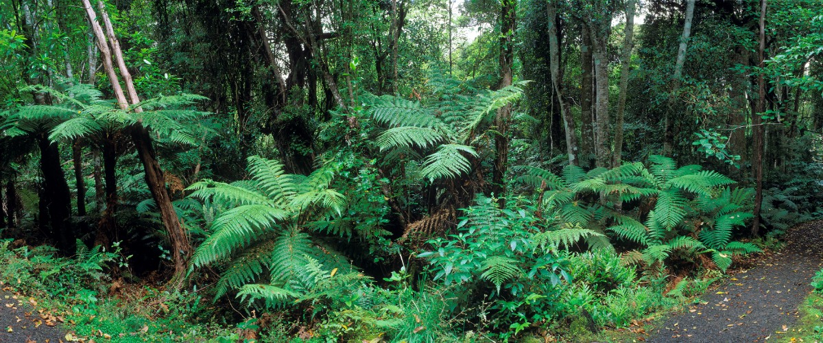 new zealand native bush with ferns and trees