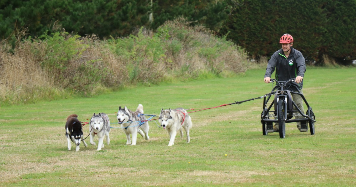 four husky dogs pull a man on a three-wheel bike on a grassy lawn with grass and trees in the background.