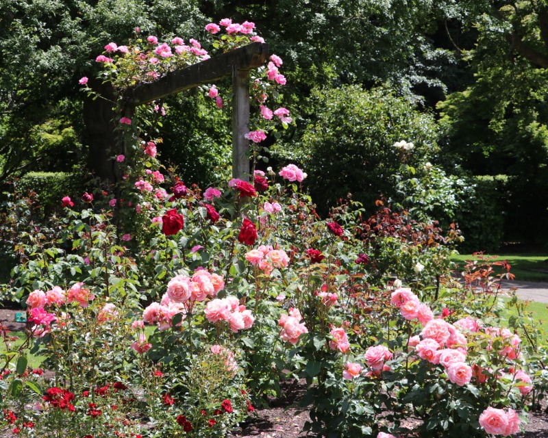 Pink and red roses in a green rose bush cascade over a wooden arch with trees and lawn in the background. 